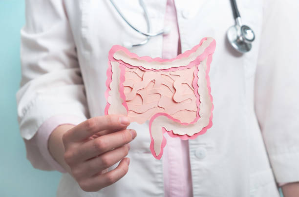 Gastroenterology, healthy digestion, microbiome intestine concept Doctor holding decorative model intestine. Close up human intestine photos stock pictures, royalty-free photos & images