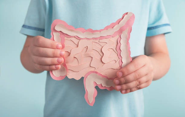 Healthy digestion children concept, probiotics and prebiotics for microbiome intestine. Child holding decorative model intestine. Close up human intestine stock pictures, royalty-free photos & images