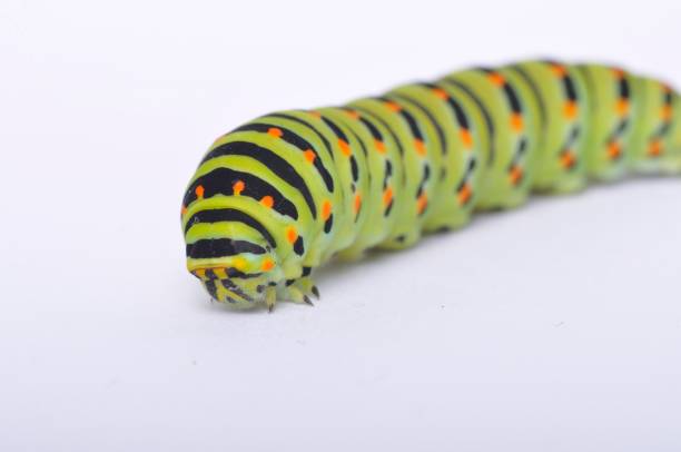 istock Swallowtail caterpillar on a white backgroung 1352861497