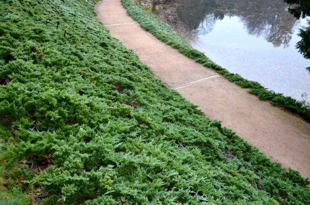stabilization of the slope with the help of wooden slats, which with the help of wires hold soil on the slope. granite park paths and perennial flower beds with benches. historic garden above lake stabilization of the slope with the help of wooden slats, which with the help of wires hold soil on the slope. granite park paths and perennial flower beds with benches. historic garden above lake , juniperus, hetzii, sabina, tamariscifolia, pin, pins, fixing stone bench top view stock pictures, royalty-free photos & images