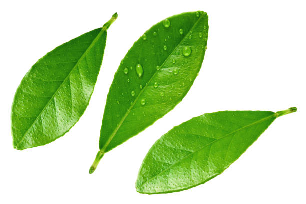 istock Fresh citrus green leaves isolated on white background 1352861618