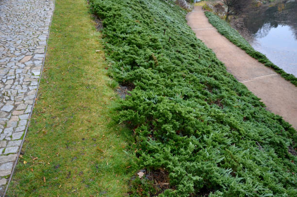 stabilization of the slope with the help of wooden slats, which with the help of wires hold soil on the slope. granite park paths and perennial flower beds with benches. historic garden above lake stabilization of the slope with the help of wooden slats, which with the help of wires hold soil on the slope. granite park paths and perennial flower beds with benches. historic garden above lake , juniperus, hetzii, sabina, tamariscifolia, pin, pins, fixing stone bench top view stock pictures, royalty-free photos & images