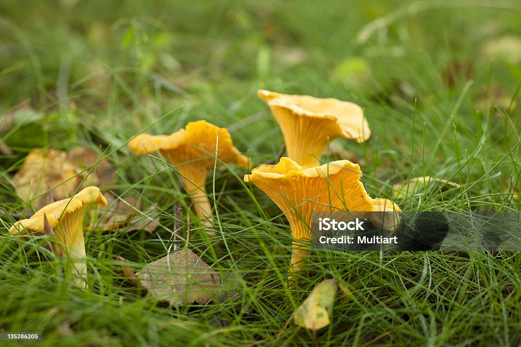 Chanterelles close up of chanterelles growing in the grass and moss Autumn Stock Photo