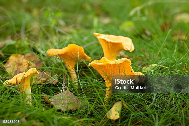 Chanterelles Stock Photo - Download Image Now - Autumn, Chanterelle, Close-up