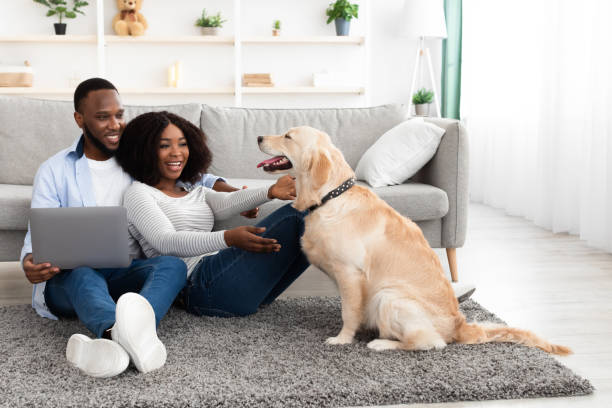 istock Young black couple at home using laptop playing with pet 1352866473