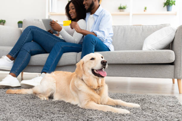 istock Black couple using laptop and card at home with pet 1352866682