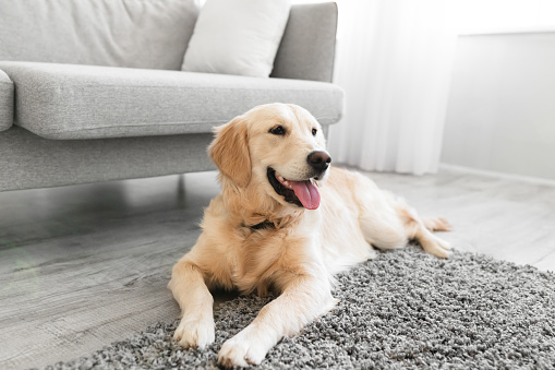 Portrait of adorable fluffy golden retriever dog lying on rug floor carpet near couch in modern living room interior, cute labrador sticking out tongue looking away, free copy space. Happy Healthy Pet