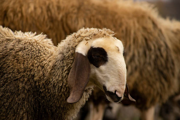 istock Close-up of a sheep 1352867855