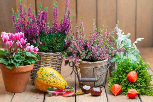 Autumnal flowers on rustic wood with copyspace