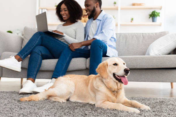 istock Black couple at home using pc laptop relaxing with dog 1352871732