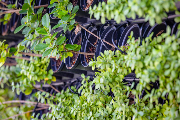 Rows of green leaf plants grown in pots on green wall, watered by drip irrigation system, taken from the side, full frame background