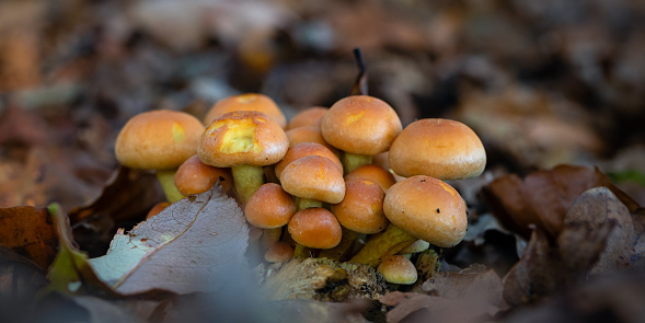 Macro side view of a Bunch of 'spectacular rustgill' mushrooms (Gymnopilus junonius) surrounded by autumn leafs on the ground in a forest, shallow DOF