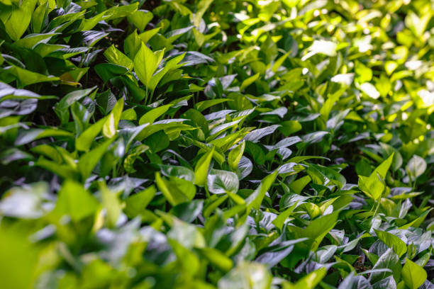 istock Light green plants grown in vertical garden illuminated by sunlight 1352872972