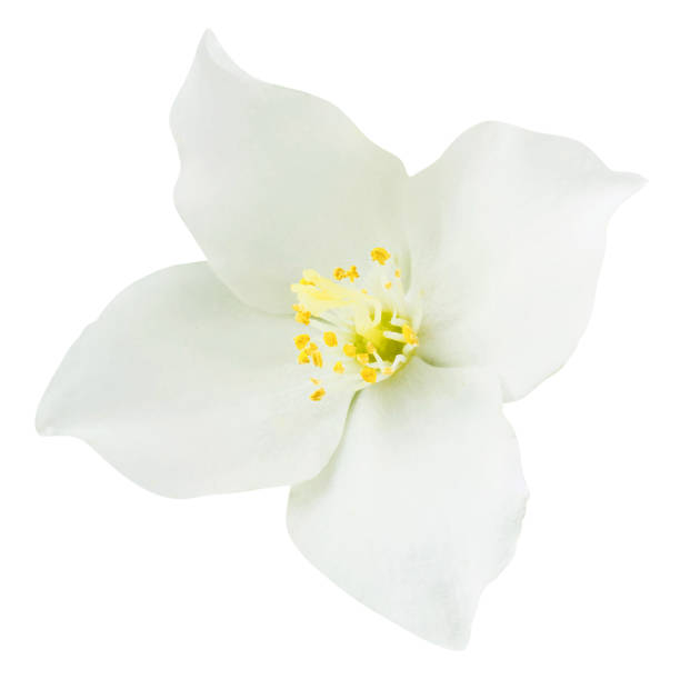 istock Flower of Jasmine isolated on white background 1352873202