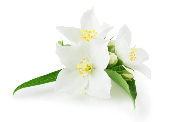 istock Sprig of Jasmine isolated on white background 1352873207