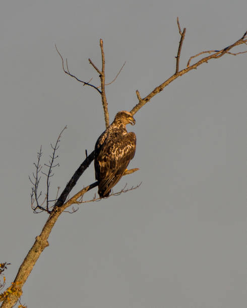 pássaro juvenil da águia careca empoleirado com um fundo de céu azul em seu ambiente e habitat ao redor e exibindo sua plumagem marrom escura. foto e imagem de águia. - north america bald eagle portrait vertical - fotografias e filmes do acervo