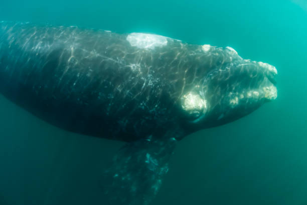 North atlantic right whale stock photo