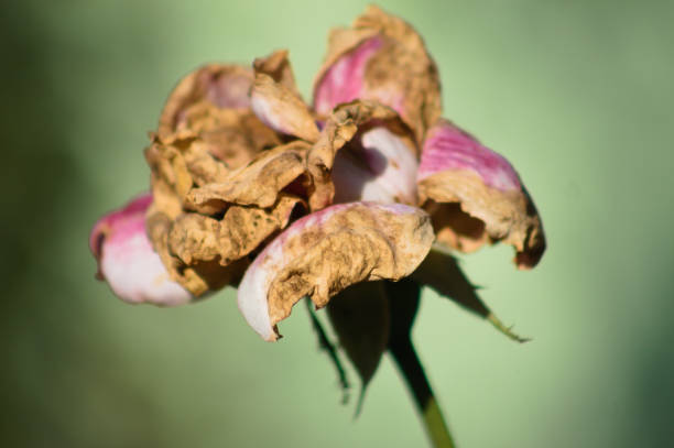 Autumnal semi dried rose flower close-up view with blurred background