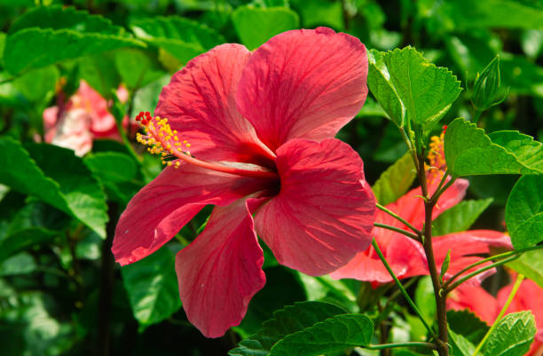 istock Red hibiscus flower on a green background 1352877548