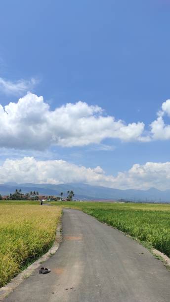 istock Path with vast rice field - stock photo 1352878527