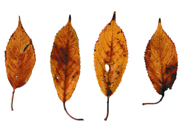 istock four yellow autumn leaves in a row on a white background 1352881425