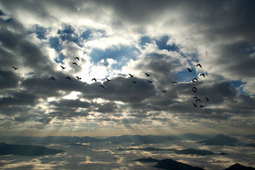 silhouette  flock of flying birds Over the mountains and fog in the morning