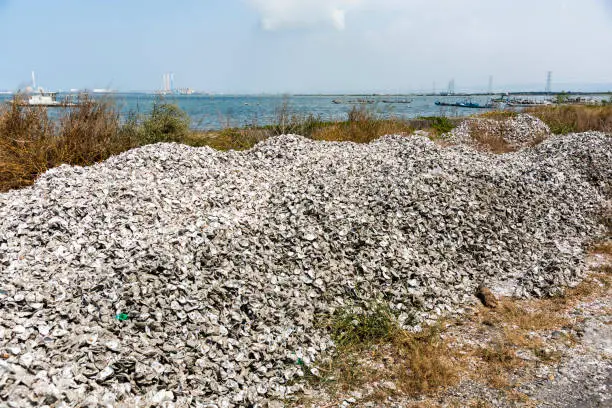 A large number of oyster shells are stacked on the coast of central Taiwan. There are large oyster farms here.