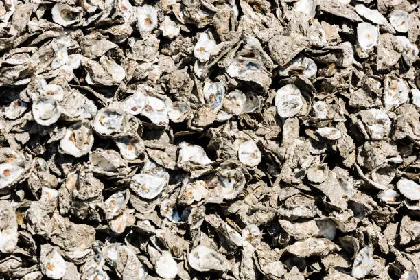 A large number of oyster shells as an abstract background