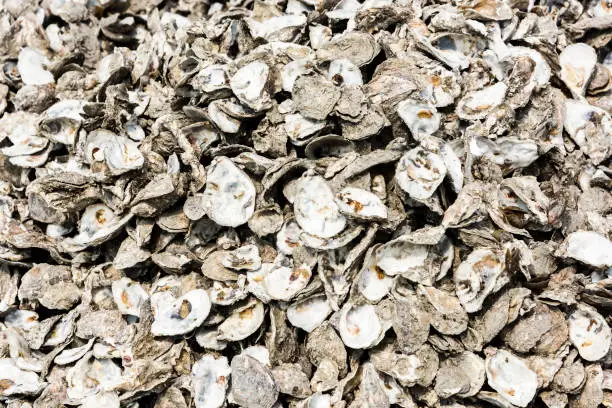 A large number of oyster shells as an abstract background