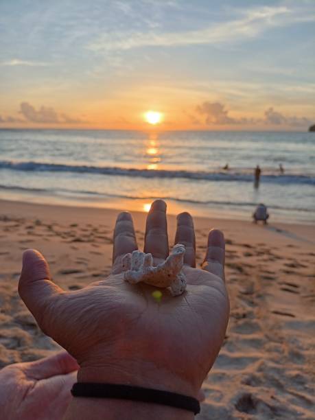 istock Shards of coral in the hands 1352884971