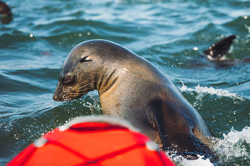 Woman and man sailing by the red kayaks through the waters of Atlantic ocean with a group of sea lions near Walvis Bay, Namibia, Southern Africa
