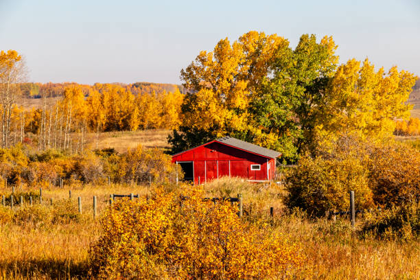 istock Red barn amonst the fall colours. Rockyview County, Alberta, Canada 1352887993