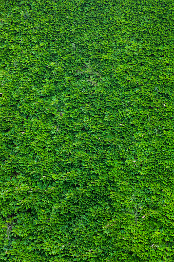 Wall covered with ivy, all so green - green