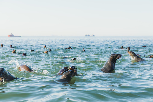 Fur Seal at their natural playground at Sandwich Harbour, Namib-Naukluft National park, Namibia