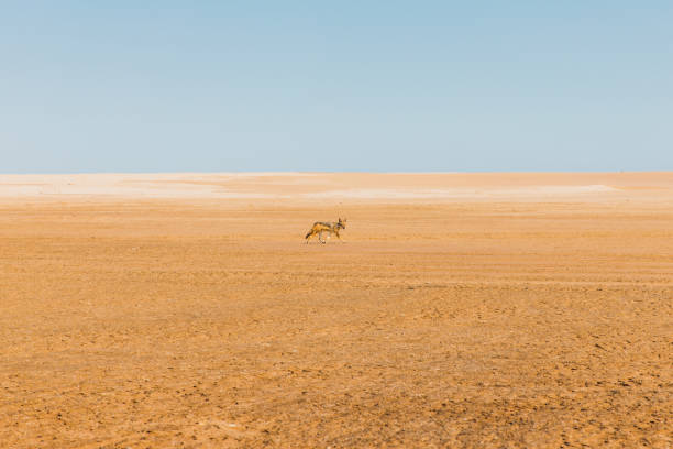 Wild Jackal at the sand dunes of Namibia