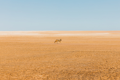 Mongolian man leading caravan of Bactrian camel in the Gobi Desert at sunset