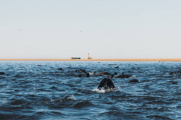 Group of African Fur Seal swimming in the ocean near remote sand beach with lighthouse in Namibia