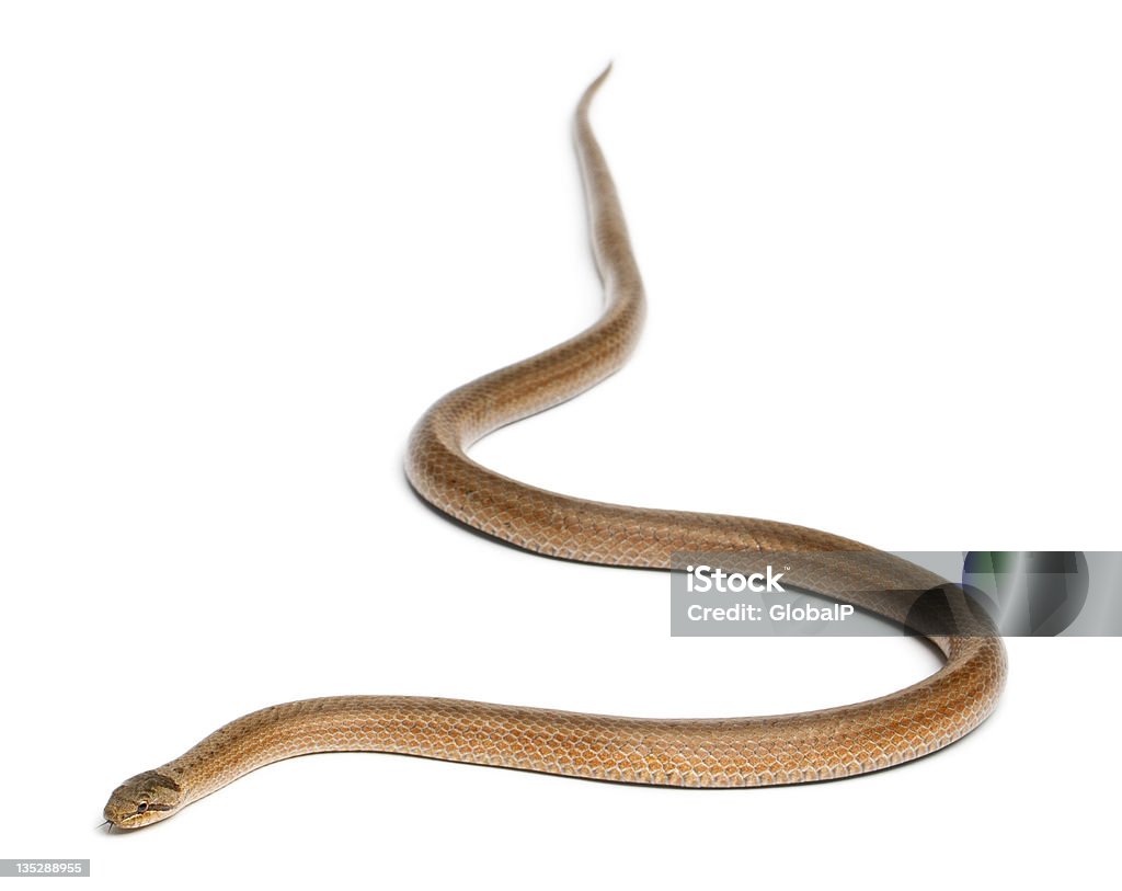 Rắn Mịn Coronella Austriaca Trước Nền Trắng Hình ảnh Sẵn có - Tải ...