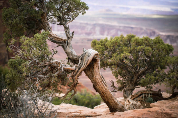 istock A desert tree in Arches National Park 1352889606