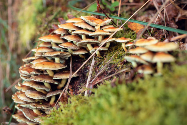 istock Large group of mushrooms 1352890366