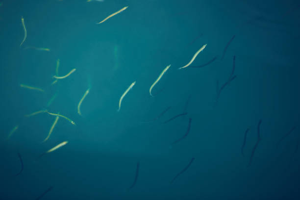 istock Small sandeel fishes in sea water. 1352890689