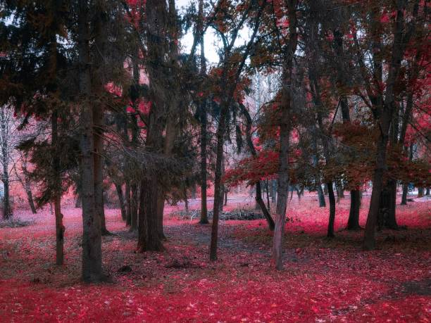 istock Strange mysterious forest in pink color 1352891228