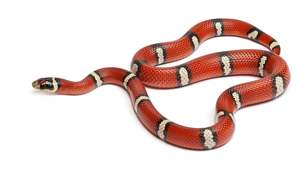 istock Milk snake or milksnake, Lampropeltis triangulum nelsoni 135289197