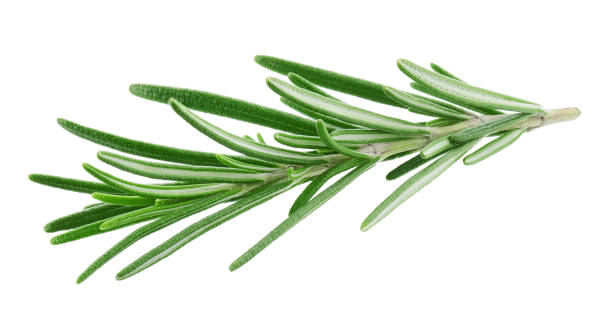 istock Rosemary twig isolated on white background 1352892677