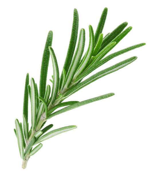 istock Rosemary twig isolated on white background 1352892692