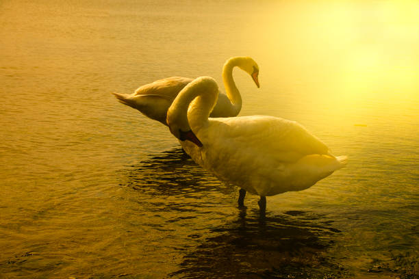 Beautiful white swan in the water and sunlight