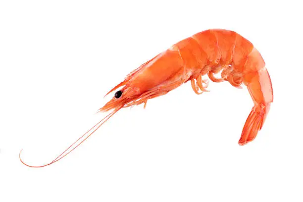 Photo of Prawn or shrimp isolated on white background