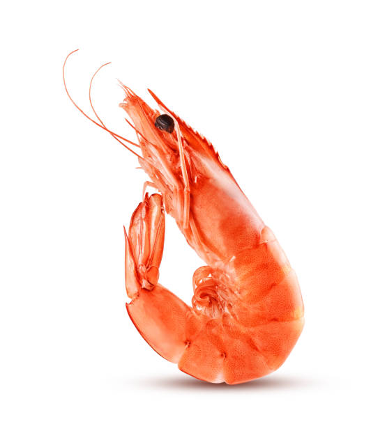 istock Prawn or shrimp isolated on white background 1352894820
