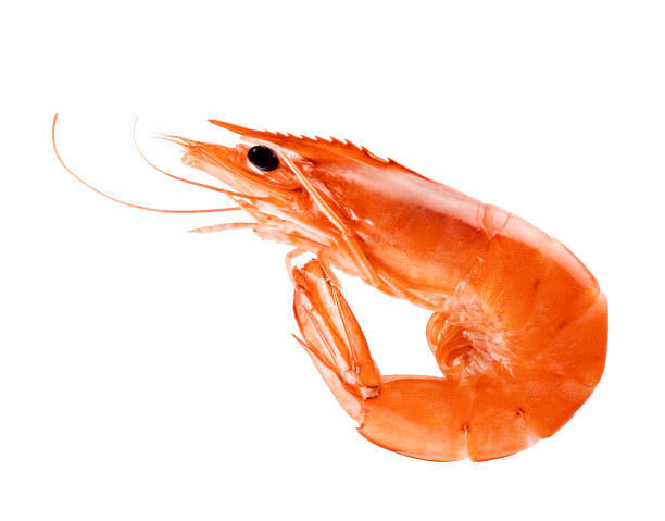 istock Prawn or shrimp isolated on white background 1352894830