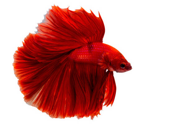 istock Super red betta fish. Siamese fighting fish isolated on white background. Thailand. 1352895696